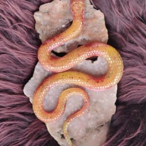 Orgonite Slang 'Zonnevlecht'