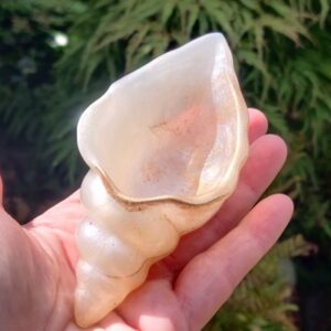 Orgonite Schelp 'Ivory'